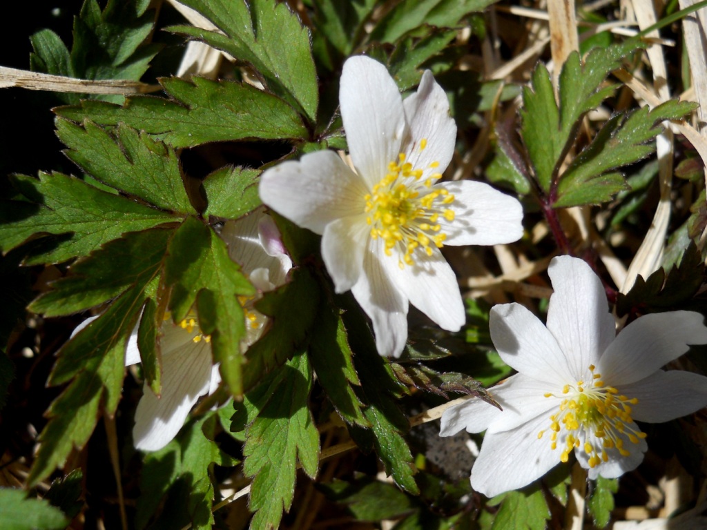 Anemonoides nemorosa